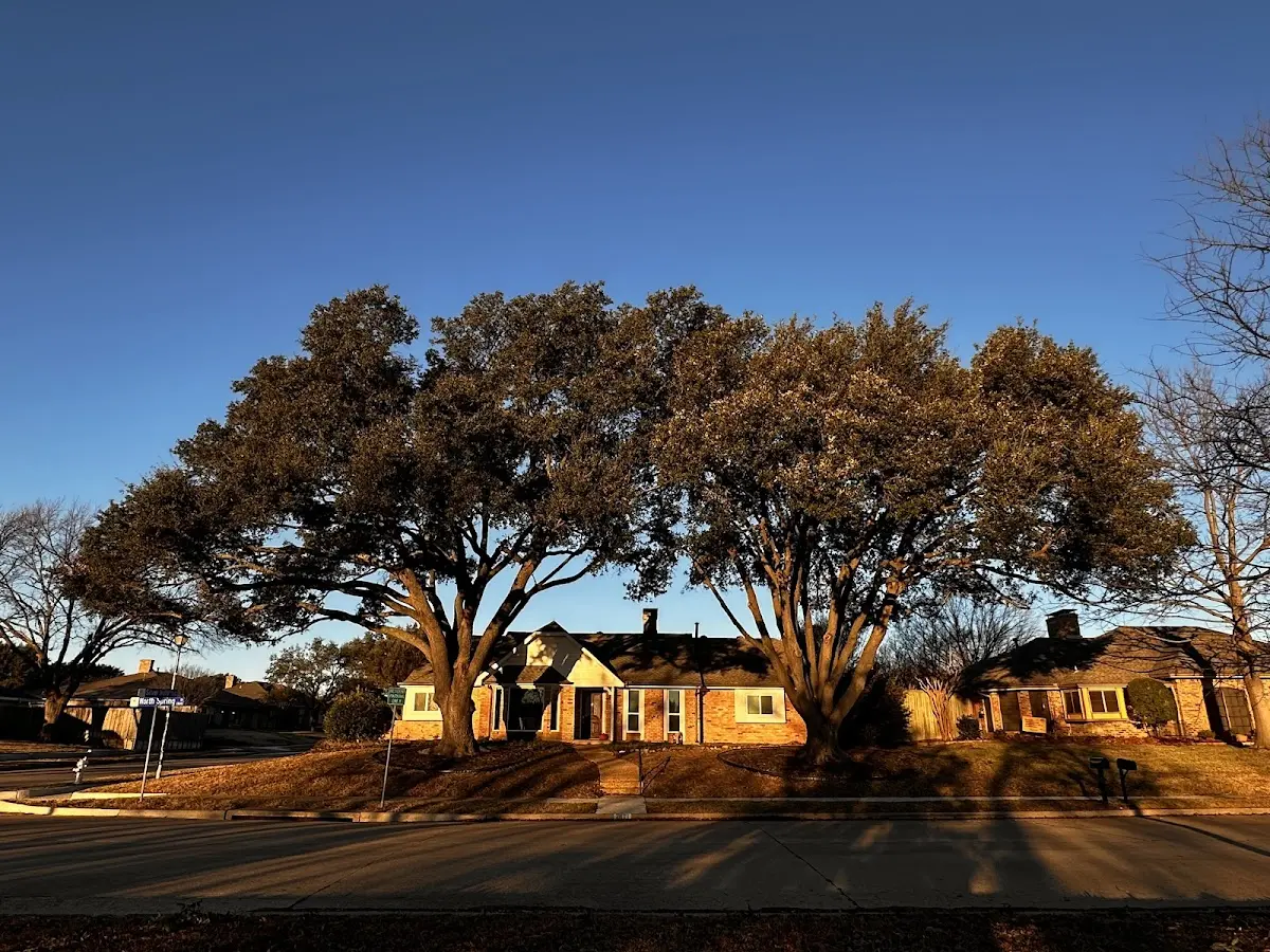 Established residential canopy tree shading a home in Bayard